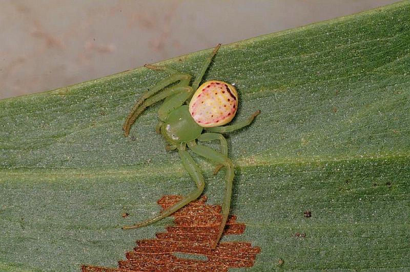 Diaea_evanida_D7717_Z_89_North Stradbroke island_Australie.jpg